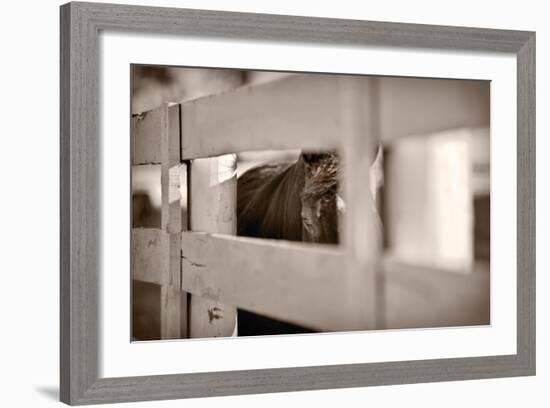 Horse Through Fence Kentucky-Steve Gadomski-Framed Photographic Print