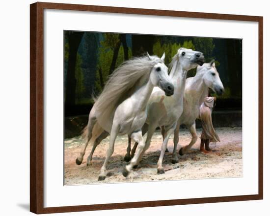 Horse Trainer Signals Three Lusitano Stallions to Tightly Circle Him During Cavalia Dress Rehearsal-null-Framed Photographic Print