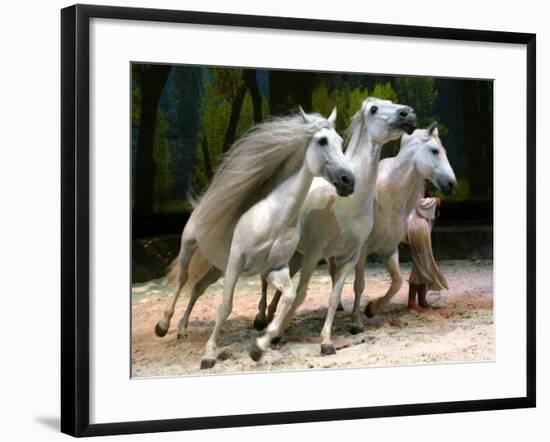 Horse Trainer Signals Three Lusitano Stallions to Tightly Circle Him During Cavalia Dress Rehearsal-null-Framed Photographic Print