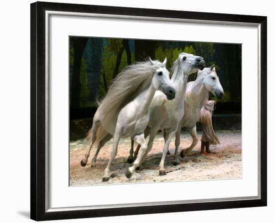 Horse Trainer Signals Three Lusitano Stallions to Tightly Circle Him During Cavalia Dress Rehearsal-null-Framed Photographic Print