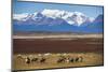 Horse Trek on an Estancia (Farm), El Calafate, Patagonia, Argentina, South America-Matthew Williams-Ellis-Mounted Photographic Print