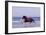 Horse Trotting Through Waves in Sea-null-Framed Photographic Print