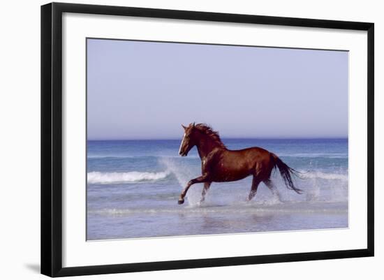 Horse Trotting Through Waves in Sea-null-Framed Photographic Print