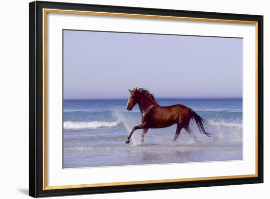 Horse Trotting Through Waves in Sea-null-Framed Photographic Print