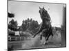 Horse Twisting Its Body as It Hits Turn During Race at Cumberland-Hank Walker-Mounted Photographic Print
