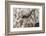 Horse Up Close I-Lee Peterson-Framed Photographic Print