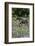 Horse wading in shallow pond.-Larry Ditto-Framed Photographic Print