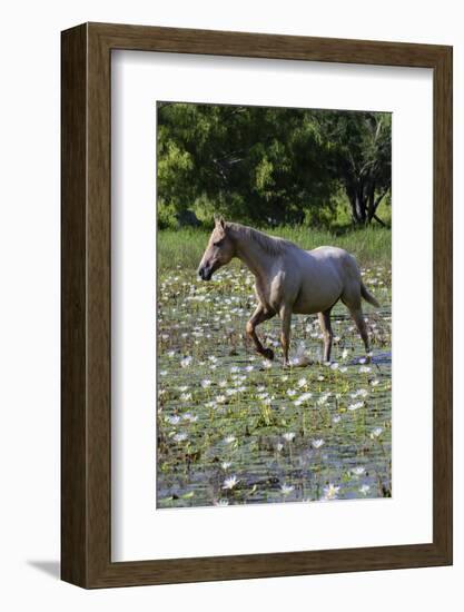 Horse wading in shallow pond.-Larry Ditto-Framed Photographic Print