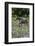 Horse wading in shallow pond.-Larry Ditto-Framed Photographic Print