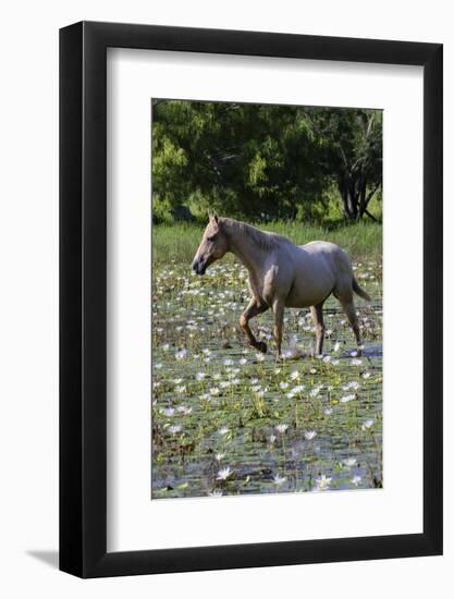 Horse wading in shallow pond.-Larry Ditto-Framed Photographic Print