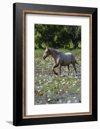 Horse wading in shallow pond.-Larry Ditto-Framed Photographic Print
