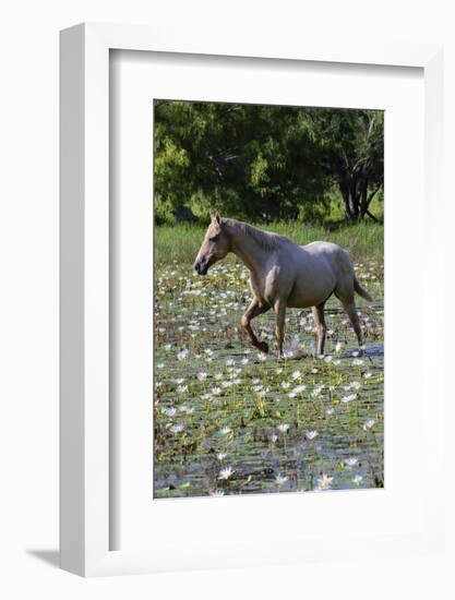 Horse wading in shallow pond.-Larry Ditto-Framed Photographic Print