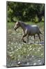 Horse wading in shallow pond.-Larry Ditto-Mounted Photographic Print