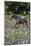 Horse wading in shallow pond.-Larry Ditto-Mounted Photographic Print