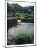 Horse Wading in Stream Amid Hills in Papera Region, South Seas-Eliot Elisofon-Mounted Photographic Print
