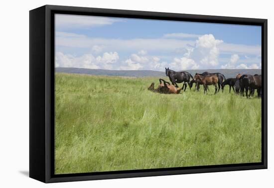 Horse Wallowing in Green Prairie-Quintanilla-Framed Premier Image Canvas