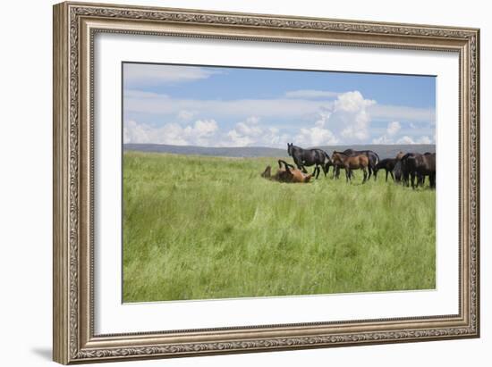 Horse Wallowing in Green Prairie-Quintanilla-Framed Photographic Print