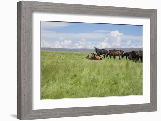 Horse Wallowing in Green Prairie-Quintanilla-Framed Photographic Print