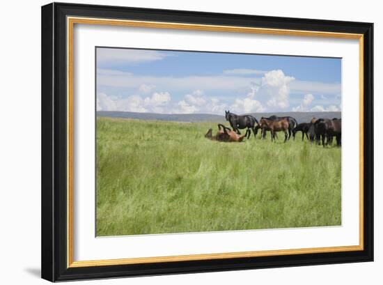 Horse Wallowing in Green Prairie-Quintanilla-Framed Photographic Print