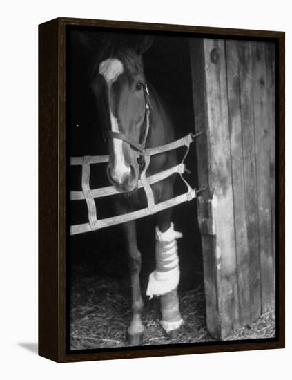 Horse Wearing Bandage Due to Bowed Tendon-Hank Walker-Framed Premier Image Canvas