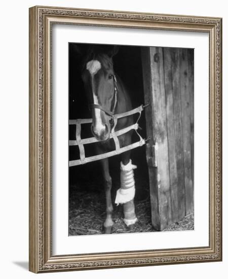 Horse Wearing Bandage Due to Bowed Tendon-Hank Walker-Framed Photographic Print