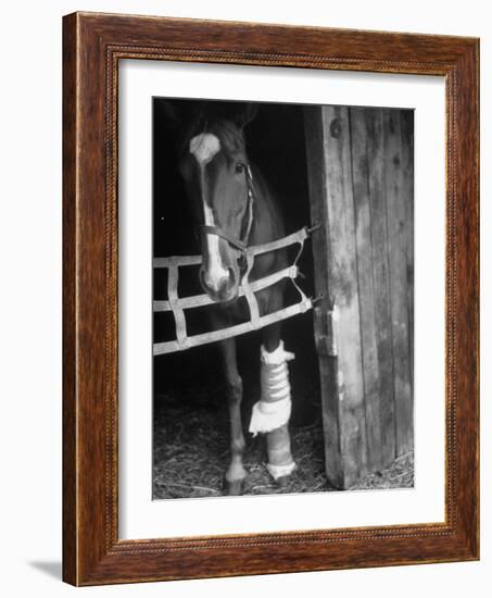 Horse Wearing Bandage Due to Bowed Tendon-Hank Walker-Framed Photographic Print