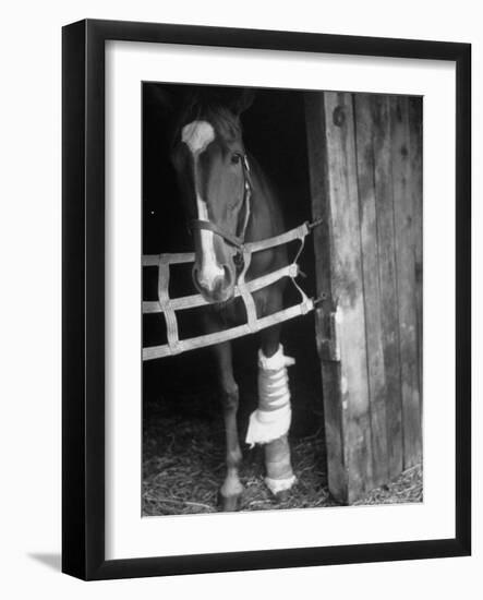 Horse Wearing Bandage Due to Bowed Tendon-Hank Walker-Framed Photographic Print