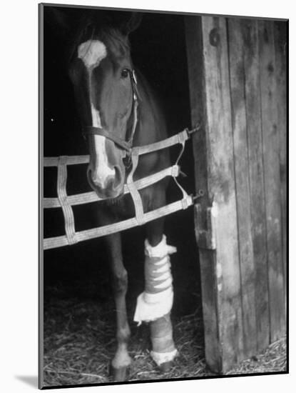 Horse Wearing Bandage Due to Bowed Tendon-Hank Walker-Mounted Photographic Print