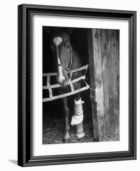 Horse Wearing Bandage Due to Bowed Tendon-Hank Walker-Framed Photographic Print