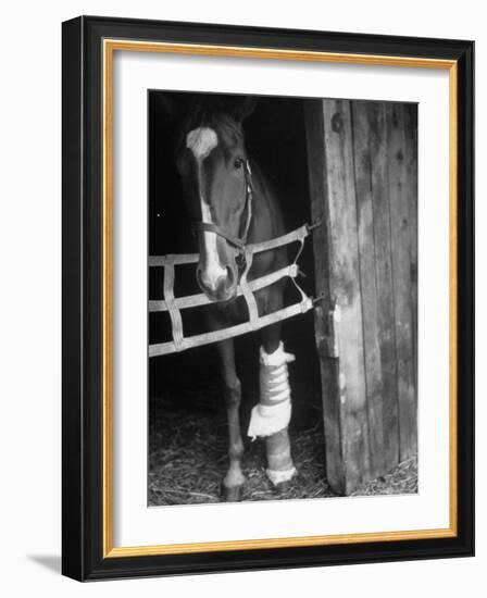 Horse Wearing Bandage Due to Bowed Tendon-Hank Walker-Framed Photographic Print