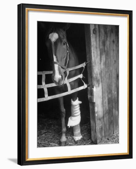 Horse Wearing Bandage Due to Bowed Tendon-Hank Walker-Framed Photographic Print