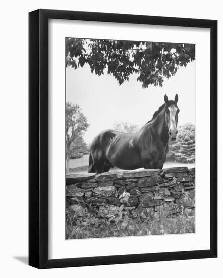 Horse with a White Nose, Standing Behind a Stone Fence-Yale Joel-Framed Photographic Print