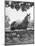 Horse with a White Nose, Standing Behind a Stone Fence-Yale Joel-Mounted Photographic Print