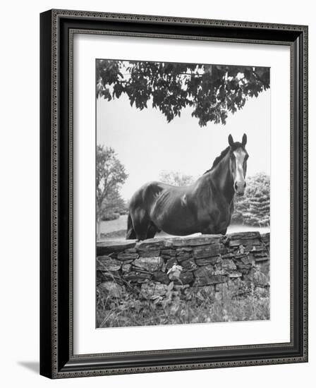 Horse with a White Nose, Standing Behind a Stone Fence-Yale Joel-Framed Photographic Print