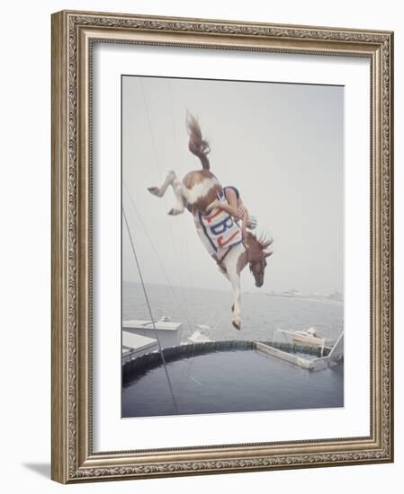 Horse with LBJ Banner Diving into the Water at Atlantic City-Art Rickerby-Framed Photographic Print