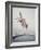 Horse with LBJ Banner Diving into the Water at Atlantic City-Art Rickerby-Framed Photographic Print