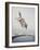 Horse with LBJ Banner Diving into the Water at Atlantic City-Art Rickerby-Framed Photographic Print