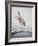 Horse with LBJ Banner Diving into the Water at Atlantic City-Art Rickerby-Framed Photographic Print