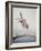 Horse with LBJ Banner Diving into the Water at Atlantic City-Art Rickerby-Framed Photographic Print