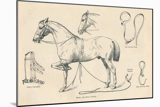 Horse with Rarey fittings, c1905 (c1910)-Unknown-Mounted Giclee Print