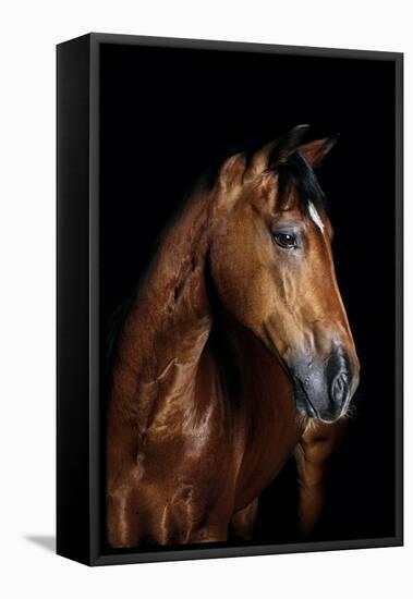 Horse-Fabio Petroni-Framed Premier Image Canvas