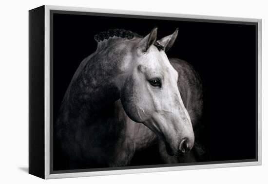 Horse-Fabio Petroni-Framed Premier Image Canvas