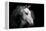 Horse-Fabio Petroni-Framed Premier Image Canvas