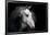 Horse-Fabio Petroni-Framed Premium Photographic Print