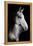 Horse-Fabio Petroni-Framed Premier Image Canvas