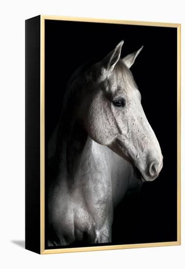 Horse-Fabio Petroni-Framed Premier Image Canvas