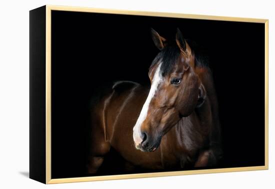 Horse-Fabio Petroni-Framed Premier Image Canvas