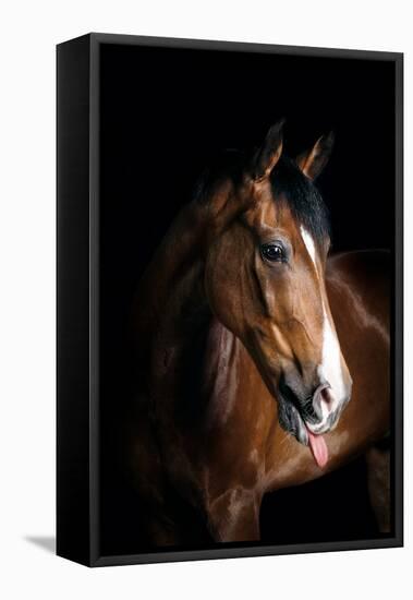 Horse-Fabio Petroni-Framed Premier Image Canvas