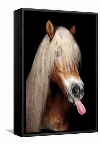 Horse-Fabio Petroni-Framed Premier Image Canvas