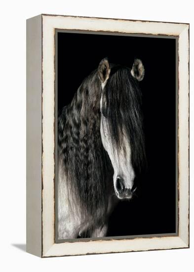 Horse-Fabio Petroni-Framed Premier Image Canvas